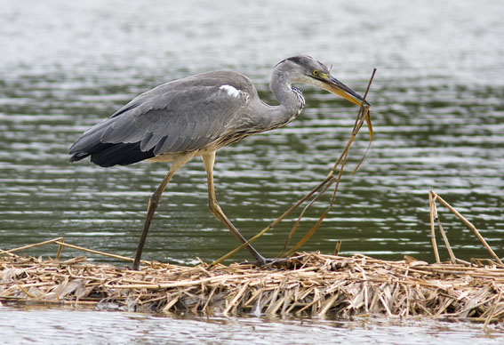 Blauwereiger080808M